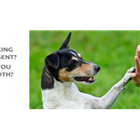 Training Your Dog 101Discount