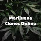 Marijuana Clones Online