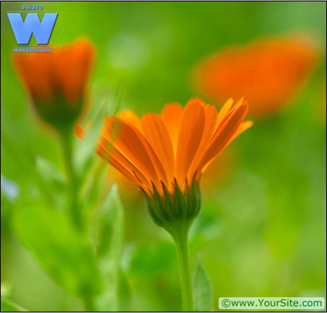 Watermark Software, Batch Photo Watermarker Screenshot